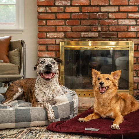 Here’s What You Need To Know About the Coronavirus and Your Pet