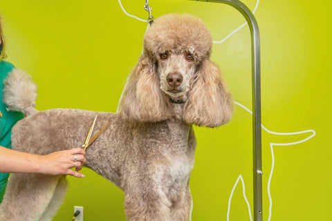Interested In Becoming A Pet Grooming Professional? Learn Why We're The Best-In-Class!