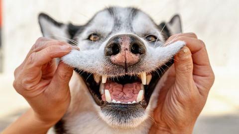 Talking Teeth With Dr. T