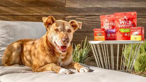 Get To Know Stella & Chewy's