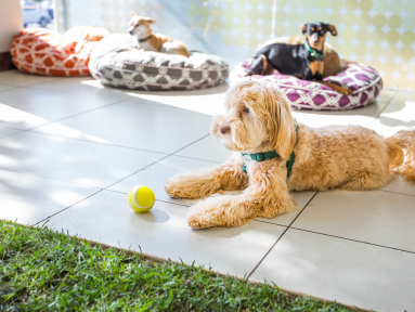 DOG DAYCARE